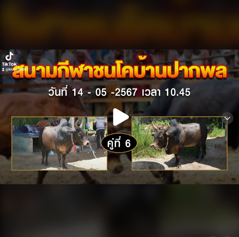 โปรแกมวัวชน14-5-67