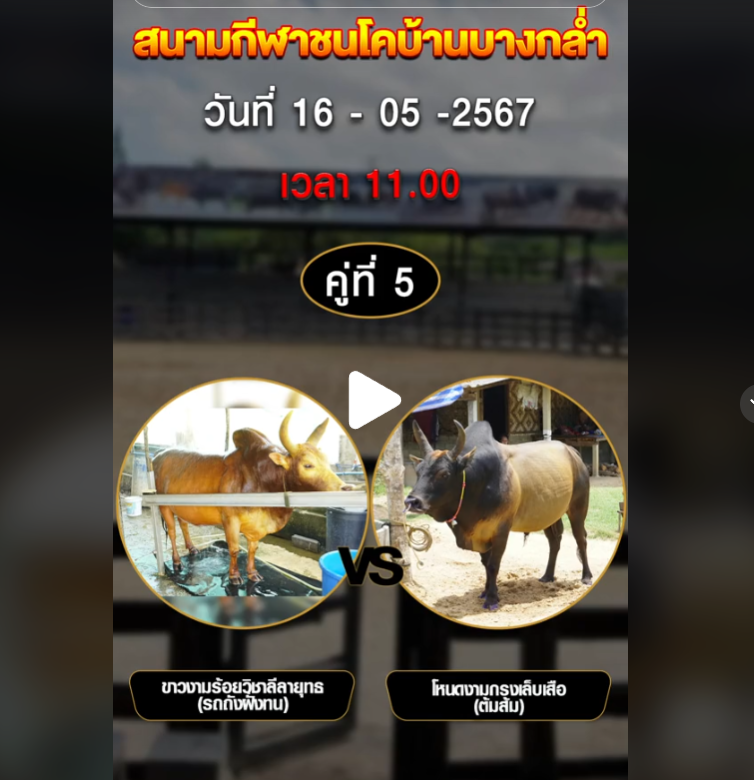 วัวชน14-5-67