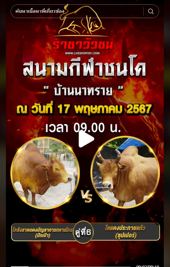 โปรแกรมวัวชน17-5-67