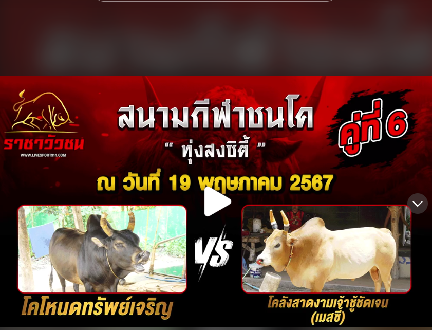 โปรแกรมวัวชน19-05-67