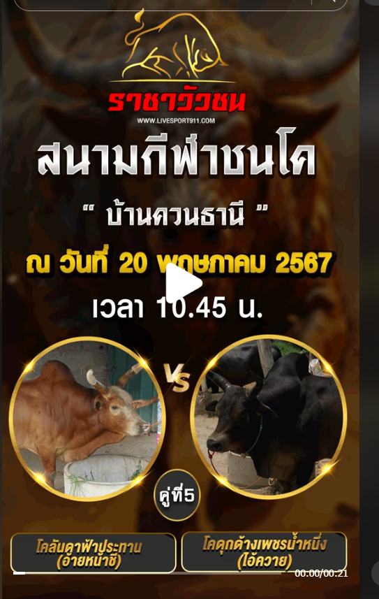 โปรแกรมวัวชน20-5-67