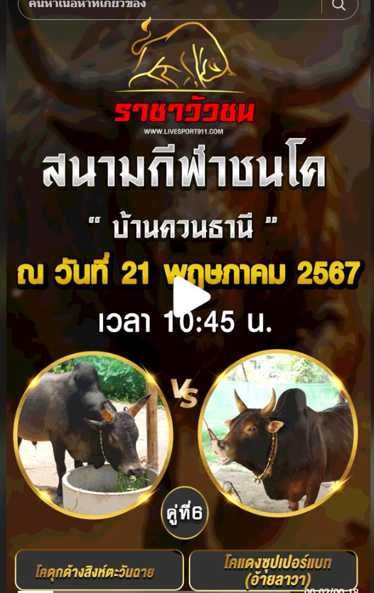 โปรแกรมวัวชน21-5-67