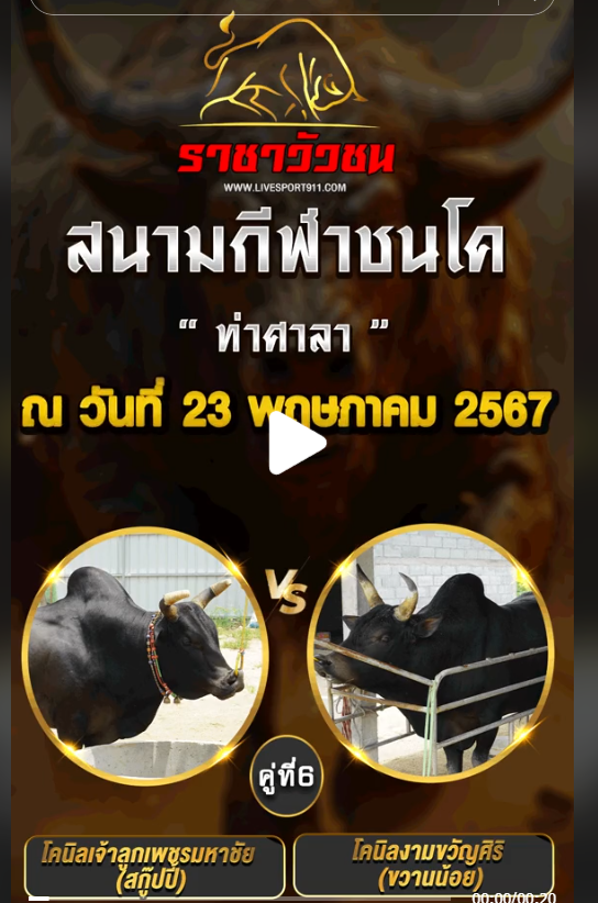 โปรแกรมวัวชน23-5-67ท่าศาลา