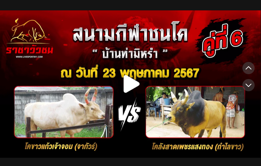 โปรแกรมวัวชน23-5-67