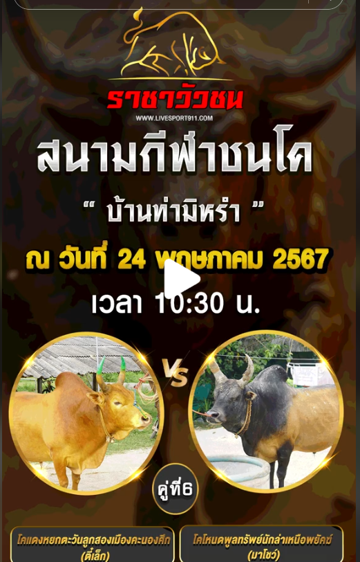 โปรแกรมวัวชน24-5-67