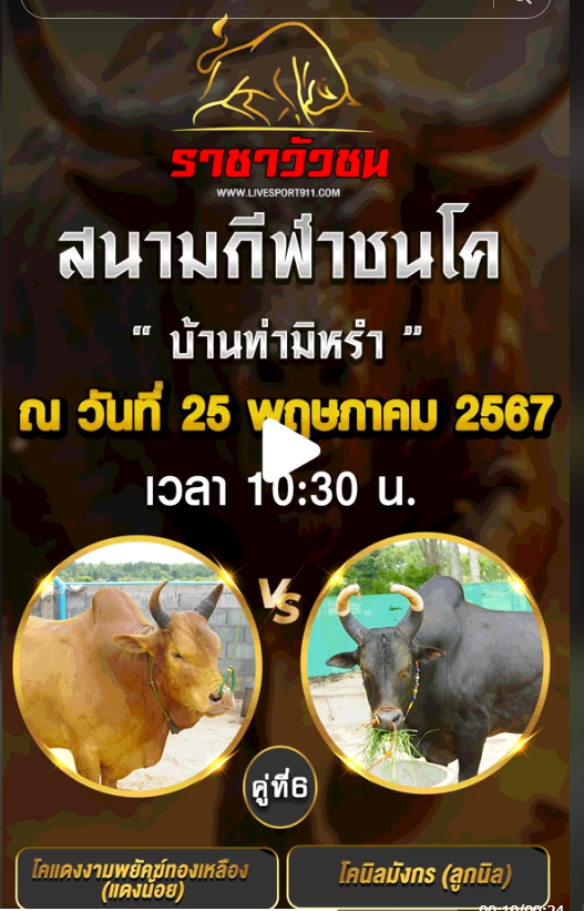 โปรแกรมวัวชน25-5-67