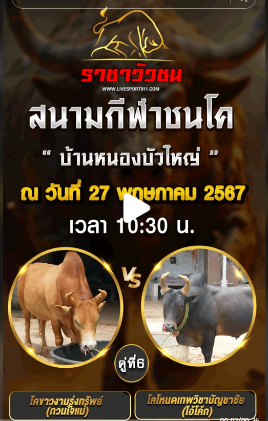 โปรแกรมวัวชน27-5-67