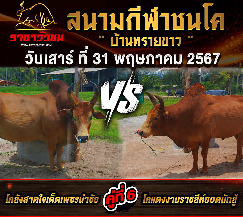 โปรแกรมวัวชน31-5-67