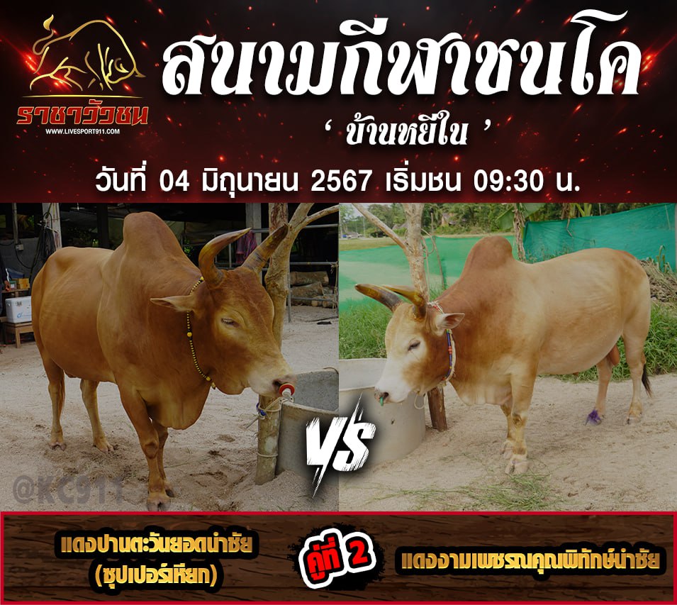 โปรแกรมวัวชน04-6-67