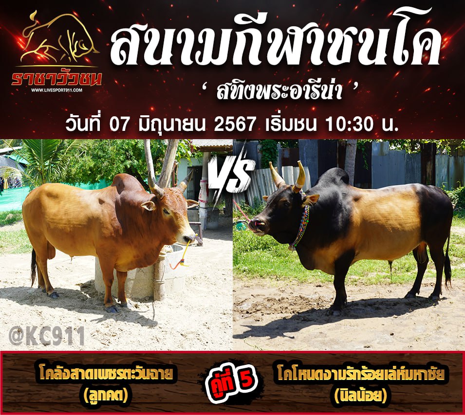 โปรแกรมวัวชน07-6-67