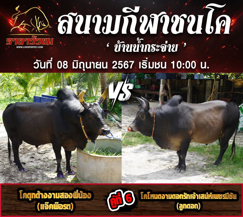 โปรแกรมวัวชน08-6-67