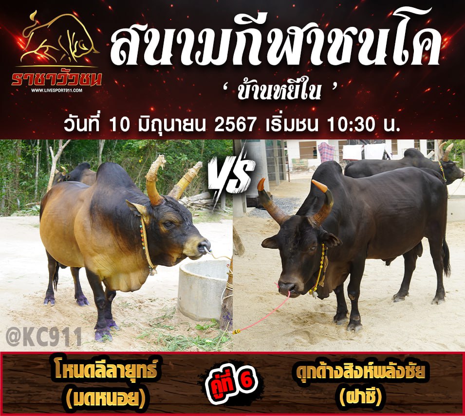 โปรแกรมวัวชน10-6-67