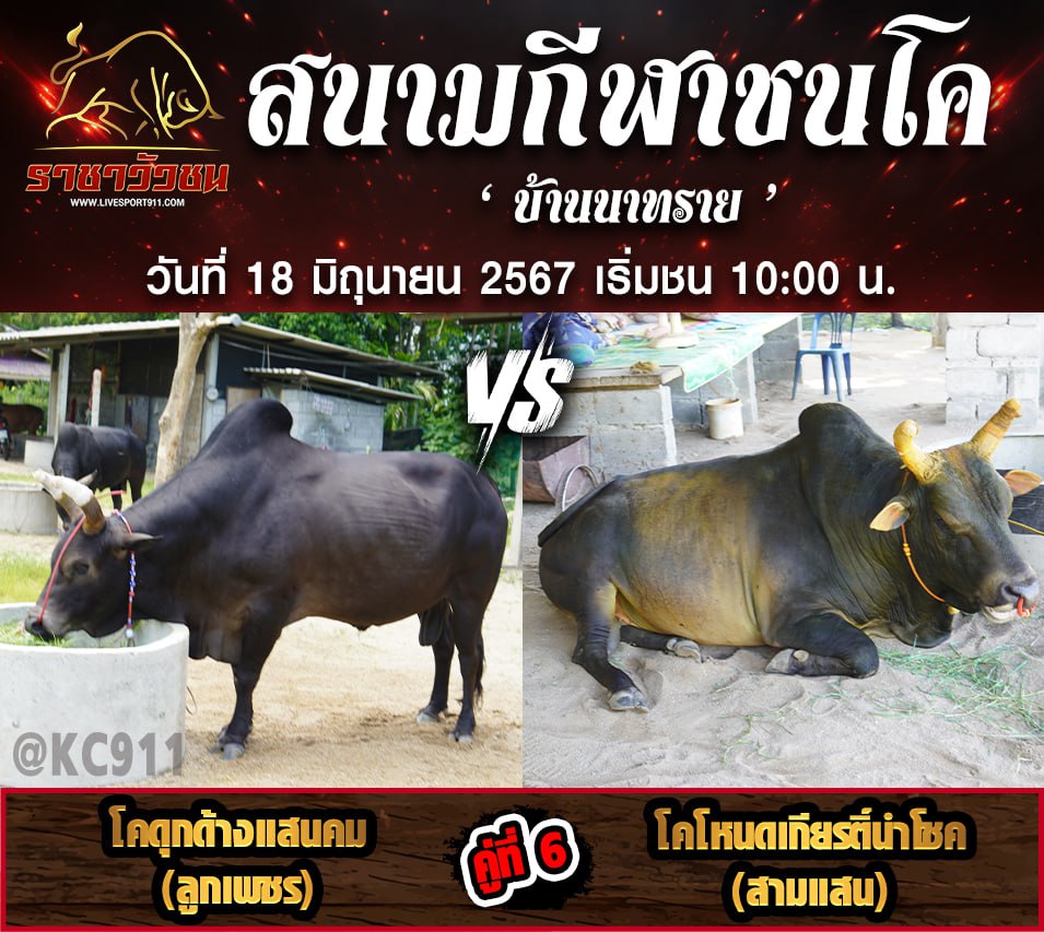 โปรแกรมวัวชน18-6-67