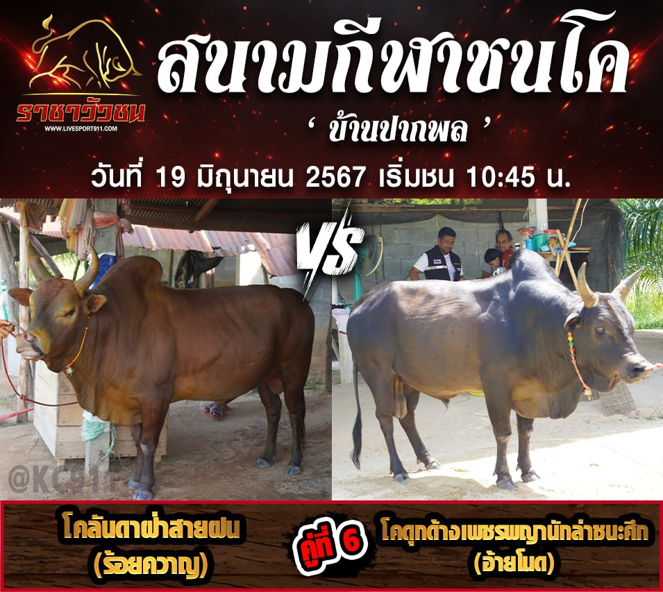 โปรแกรมวัวชน19-6-67