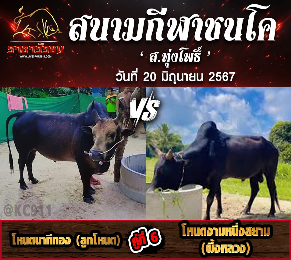 โปรแกรมวัวชน20-6-67