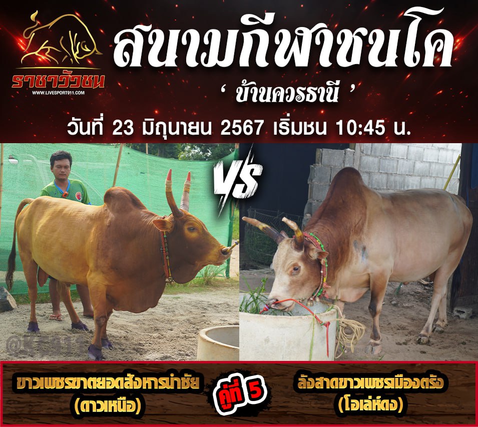 โปรแกรมวัวชน23-6-67