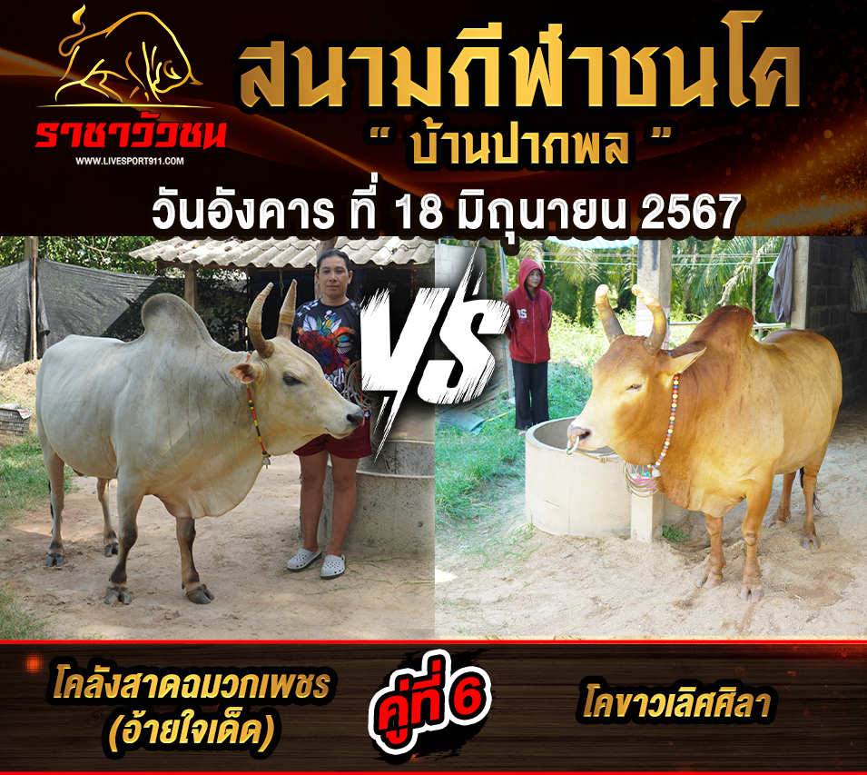 โปรแกรมวัวชน18-6-67