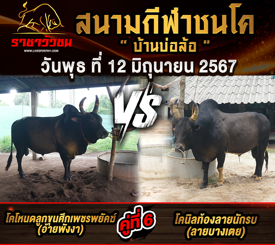 โปรแกรมวัวชน12-6-67