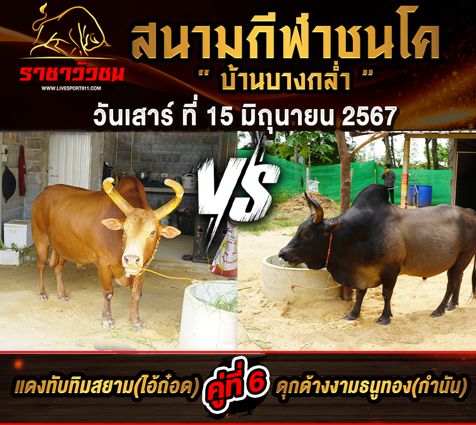 โปรแกรมวัวชน15-6-67