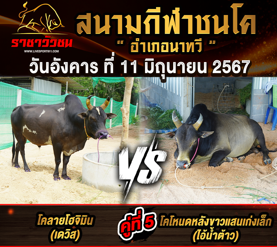 โปรแกรมวัวชน11-6-67