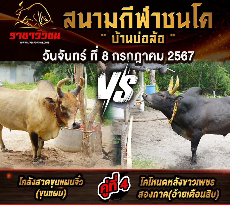 โปรแกรมวัวชน 8-7-2567