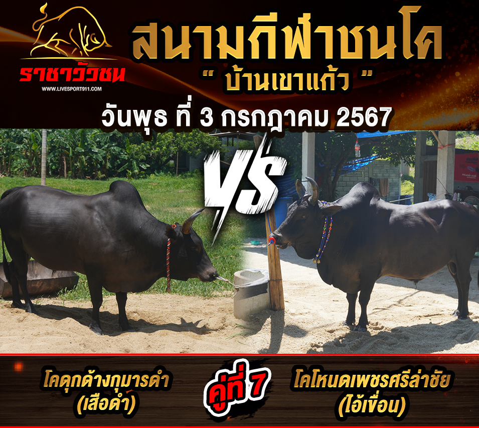 โปรแกรมวัวชน 3-7-2567