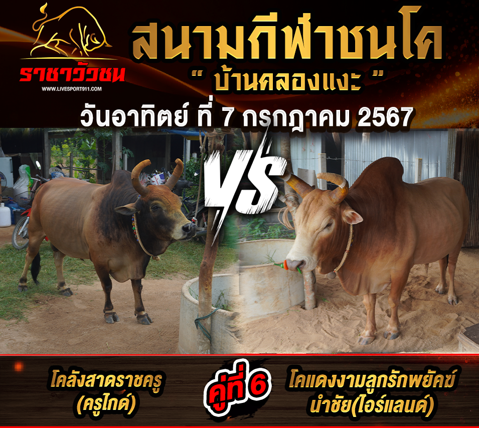 โปรแกรมวัวชน 7-7-2567