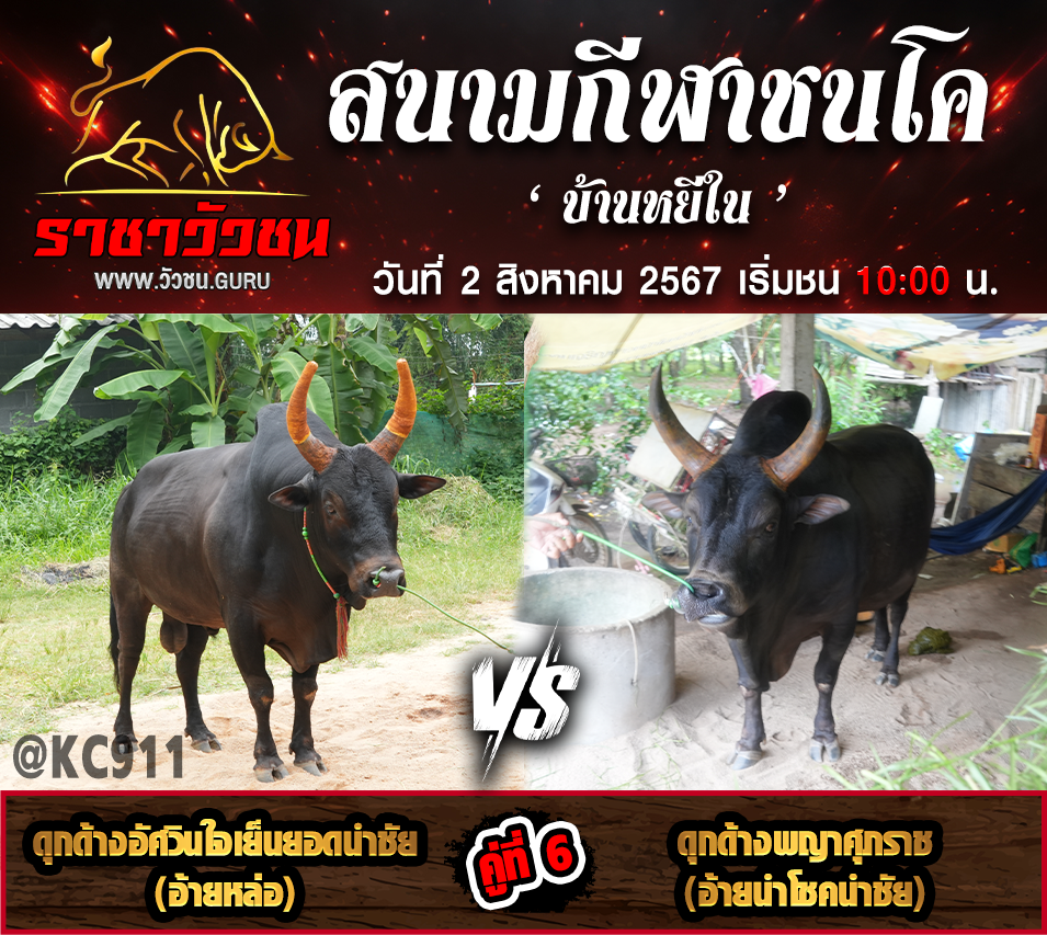 โปรแกรมวัวชน 2-8-2567