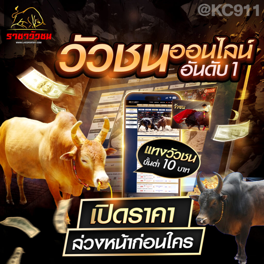 วัวชนออนไลน์ 29-7-2567