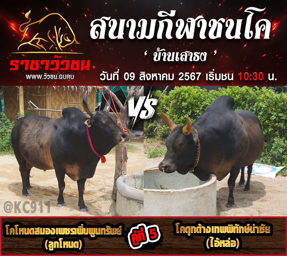 คลิปวัวชนย้อนหลัง 9-8-2567