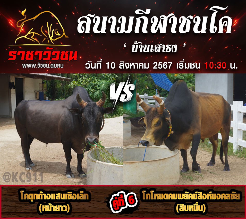 คลิปวัวชนย้อน 10-8-2567