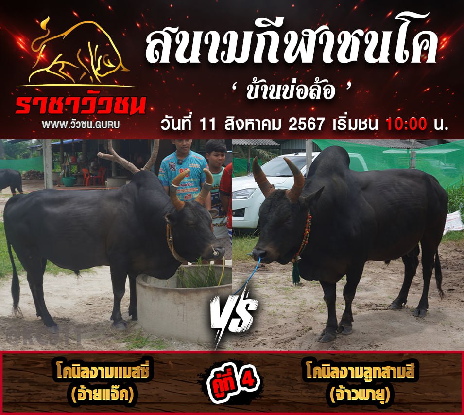 คลิปวัวชนย้อนหลัง 11-8-2567