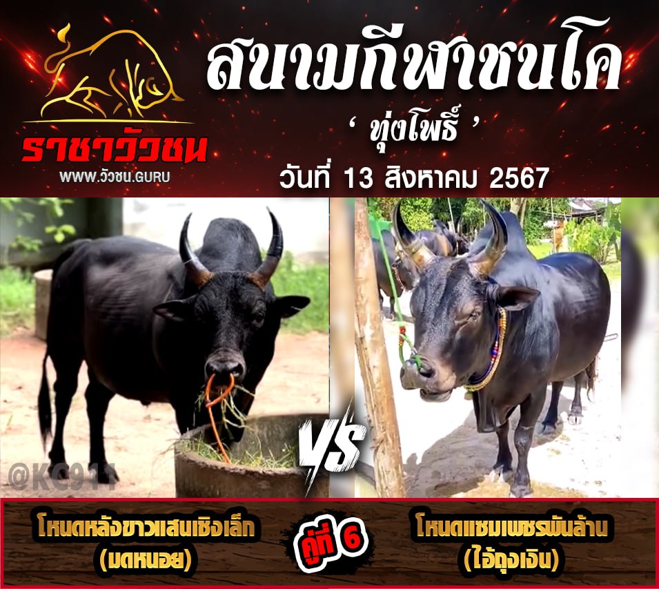 คลิปวัวชนย้อนหลัง 13-8-2567