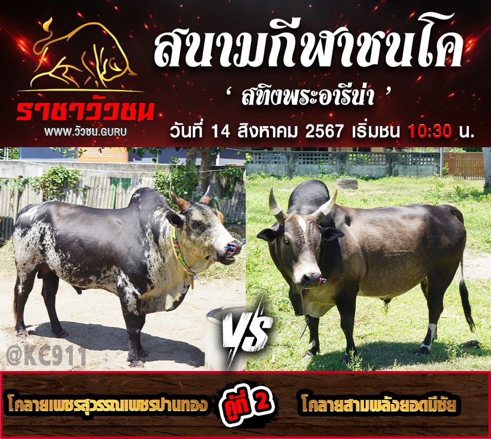 คลิปวัวชนย้อนหลัง 14-8-2567