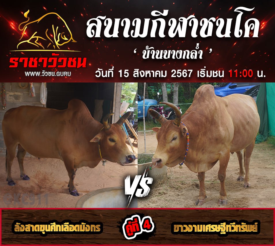 คลิปวัวชนย้อนหลัง 15-8-2567