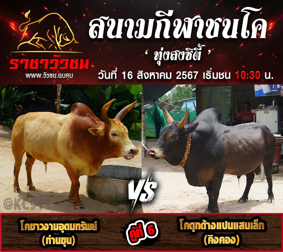 โปรแกรมวัวชน 16-8-2567