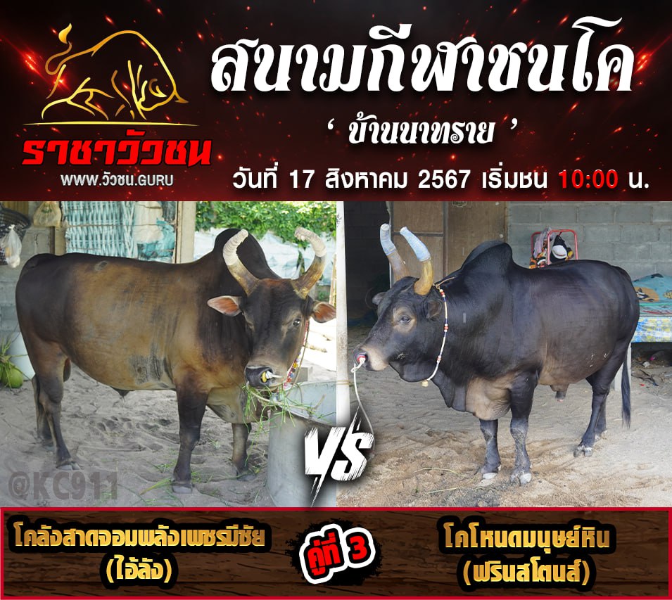 โปรแกรมวัวชน 17-8-2567