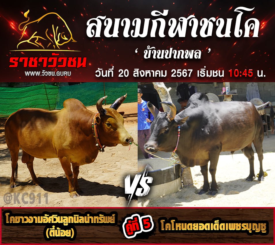 โปรแกรมวัวชน 20-8-2567