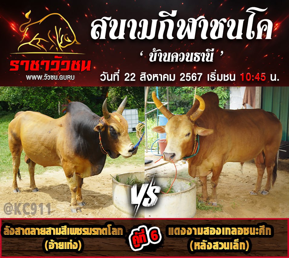 โปรแกรมวัวชน 22-8-2567