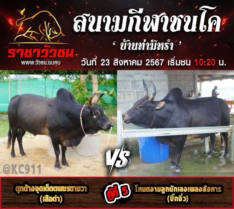 โปรแกรมวัวชน 23-8-2567