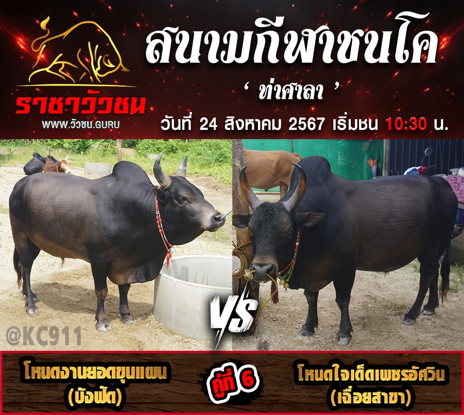 โปรแกรมวัวชน 23-8-2567