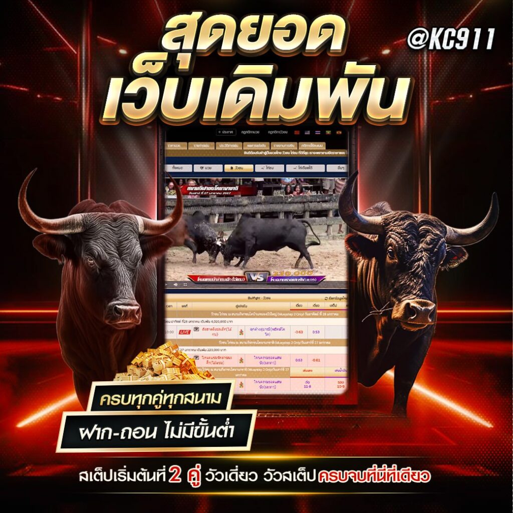 วัวชนออนไลน์ 24-8-2567