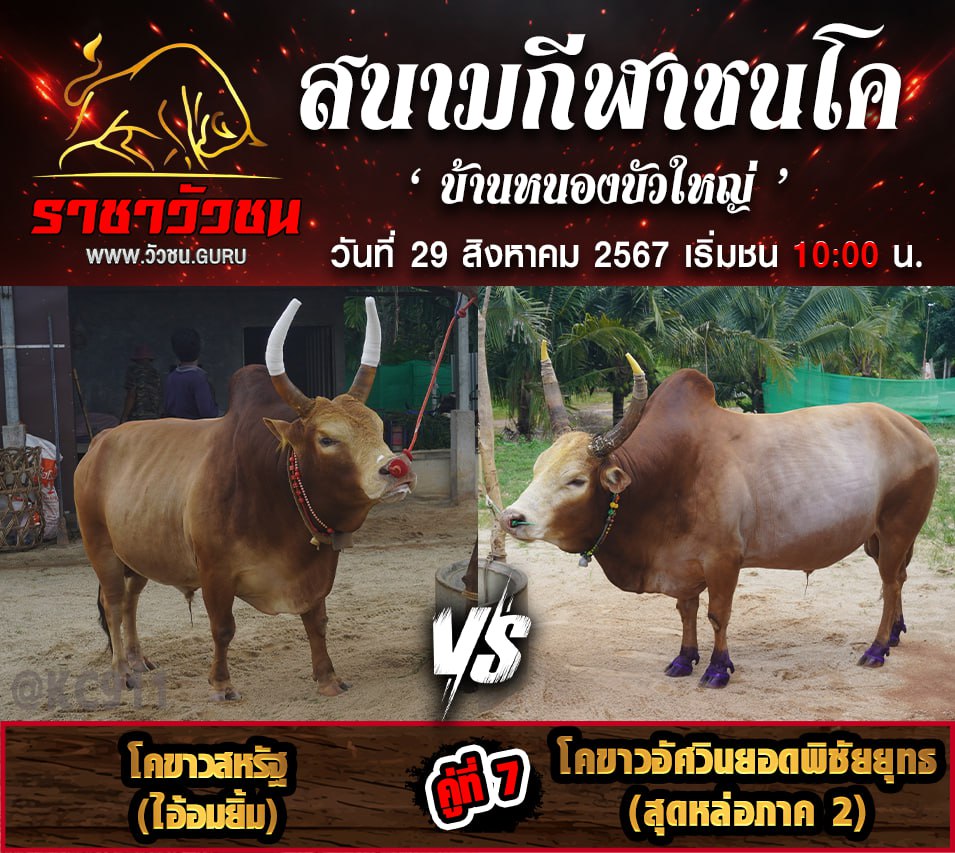 โปรแกรมวัวชน 29-8-2567