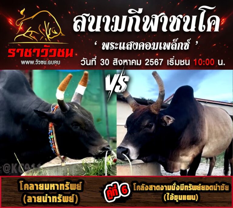 โปรแกรมวัวชน 30-8-2567