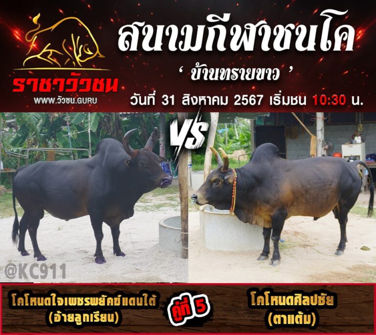 คลิปวัวชนย้อนหลัง 31-8-2567