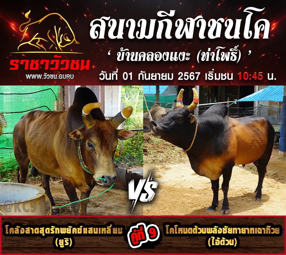 โปรแกรมวัวชน 1-8-2567