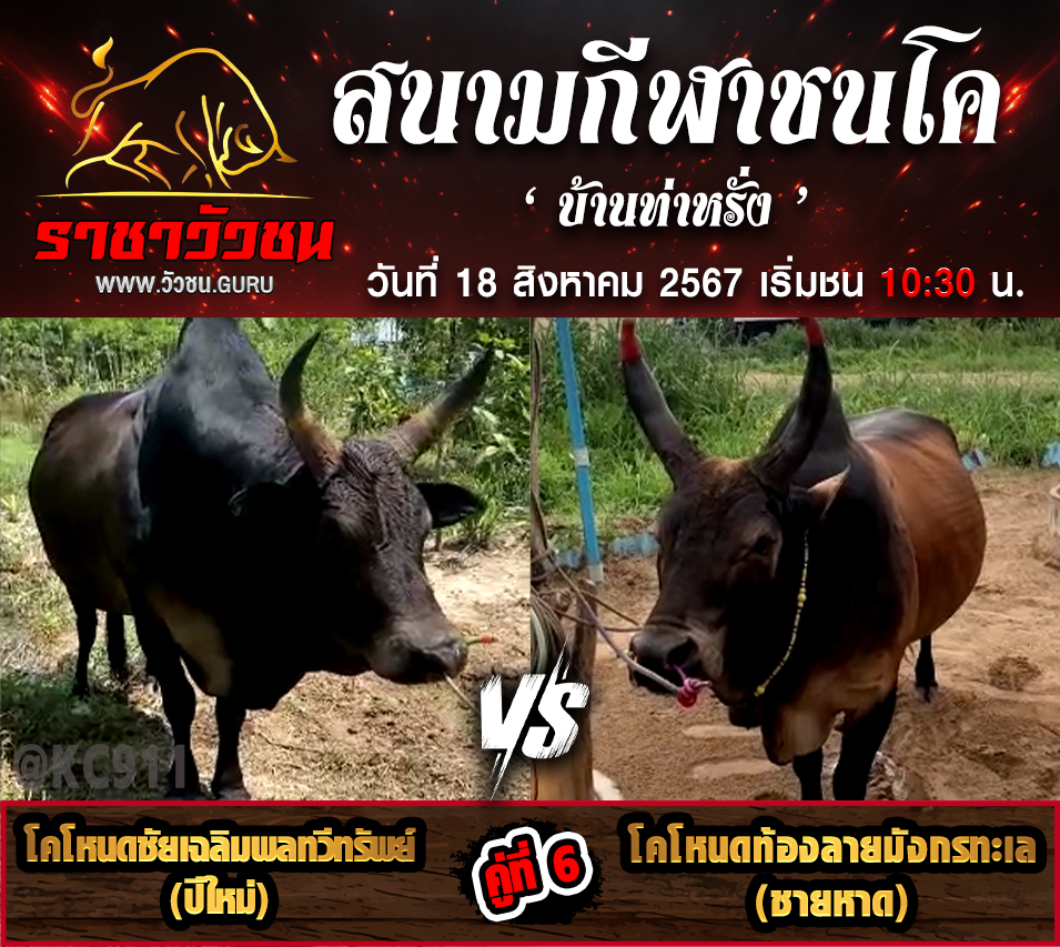 คลิปวัวชนย้อน 18-8-2567