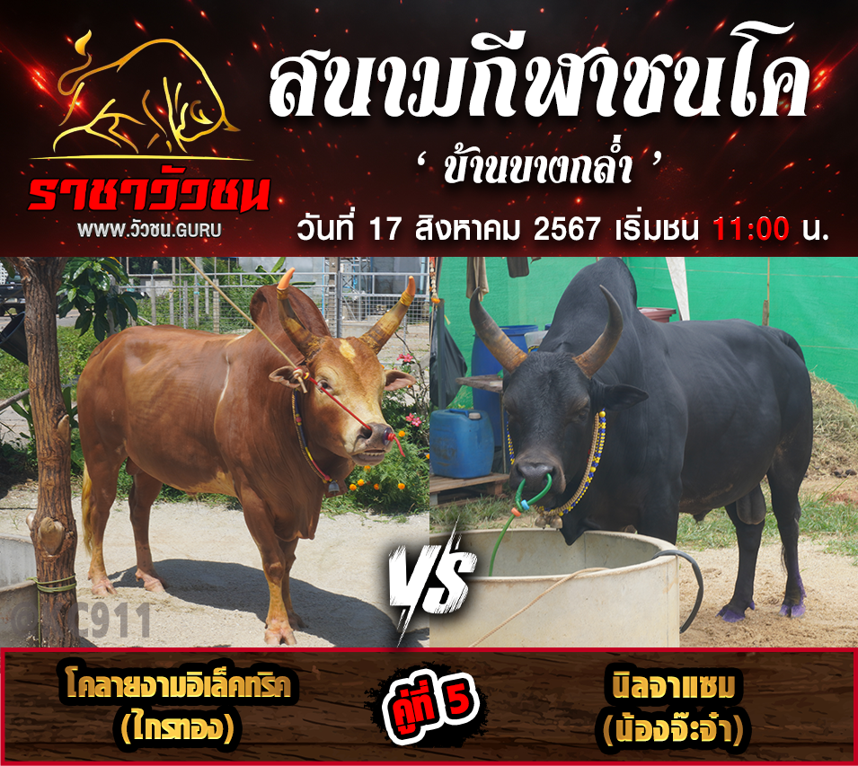 คลิปวัวชนย้อนหลัง 17-8-2567