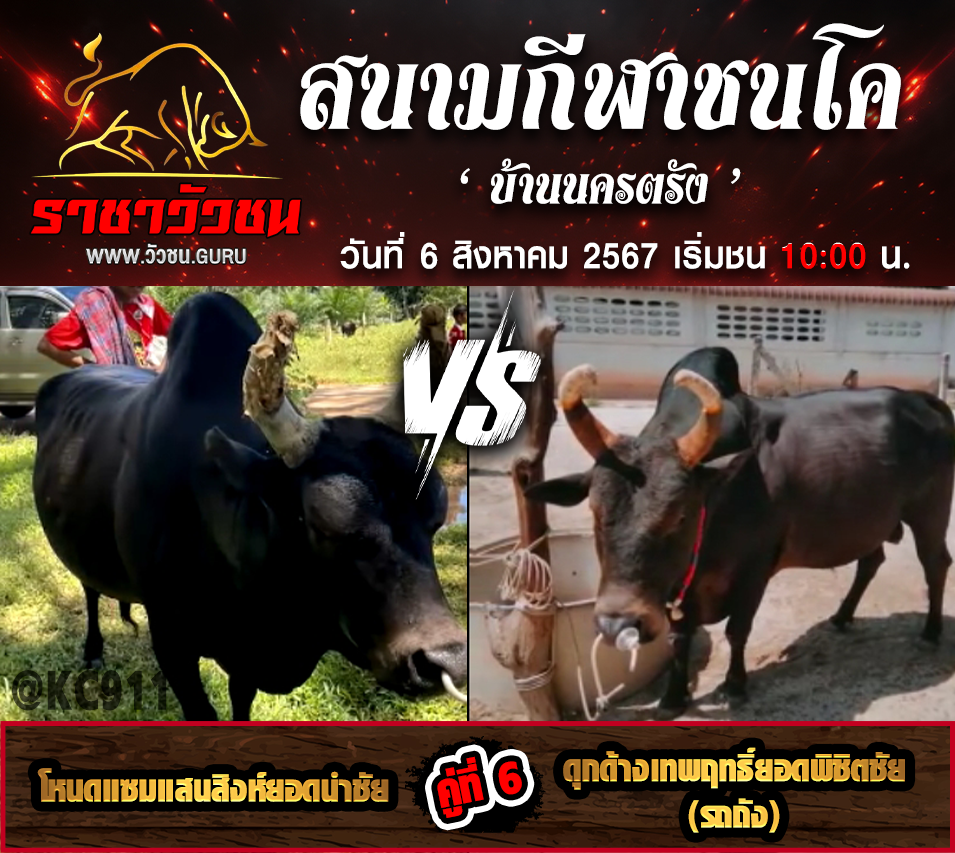 คลิปวัวชนย้อนหลัง 6-8-2567