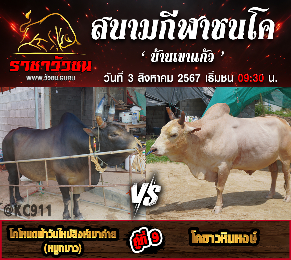 คลิปวัวชนย้อนหลัง วันที่ 3-8-2567